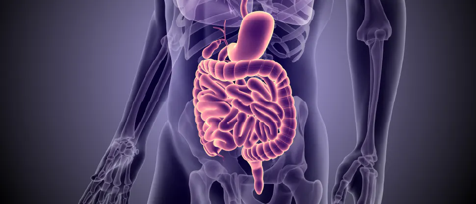 Medical illustration of the human torso showing the digestive system, including the esophagus, stomach, small intestine, and large intestine, with the organs highlighted in pink against a semi transparent view of the skeletal frame.