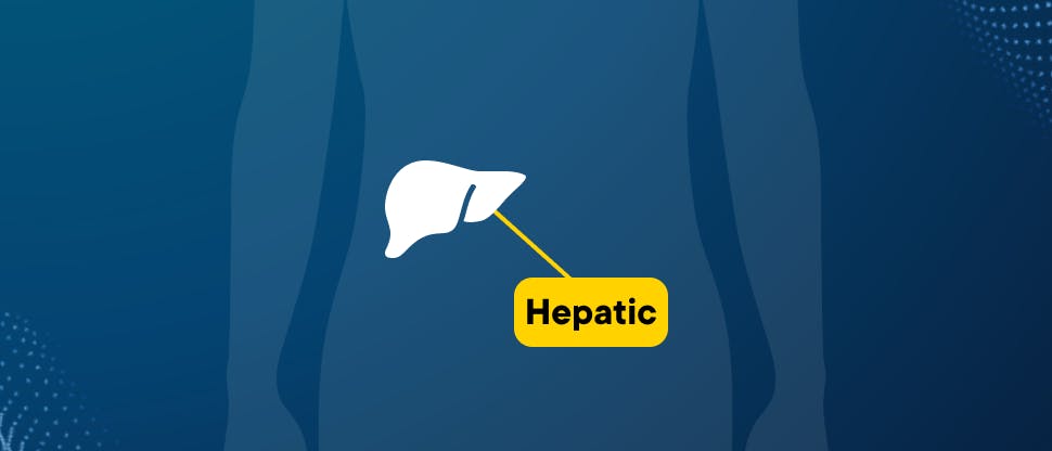Image to show the hepatic system
