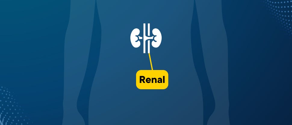 Image to show the renal system