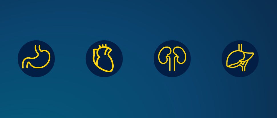 Yellow icon outlines of stomach, heart, kidneys, liver