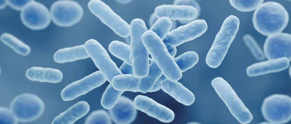 Image of Oral Microbes
