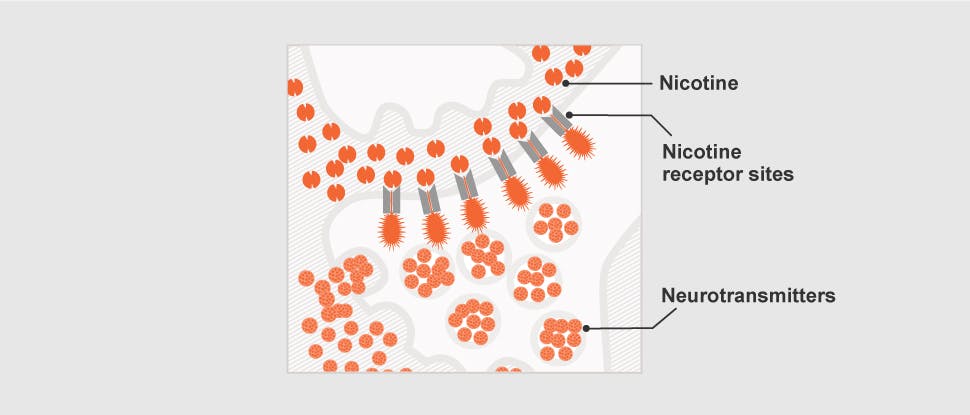 Nicotine receptor sites