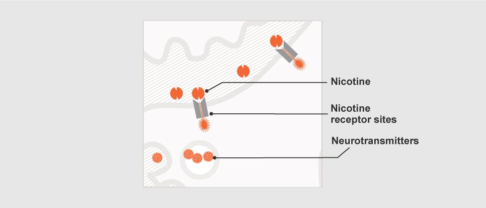 Nicotine receptor sites