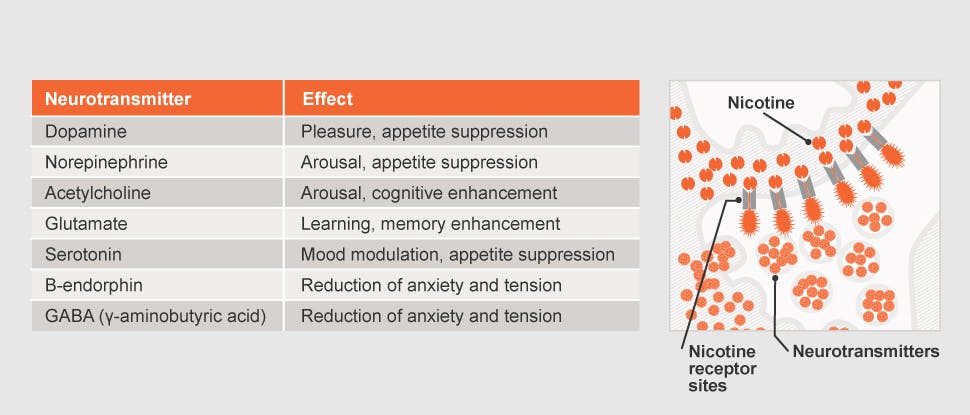 Neurotransmitters and effects
