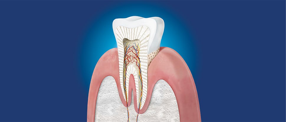 Image of the inner layers of a tooth
