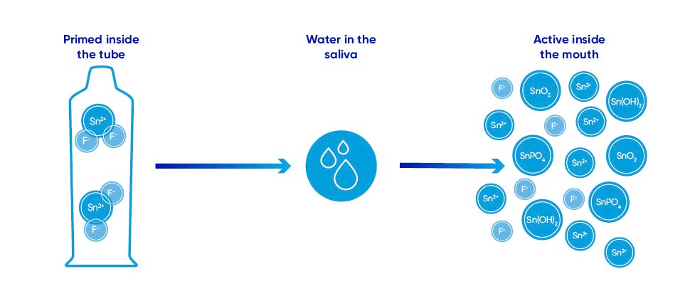 Example of how stannous fluoride works when in the oral cavity/mouth