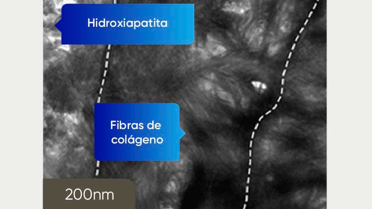 Imagen TEM de la dentina a 200nm