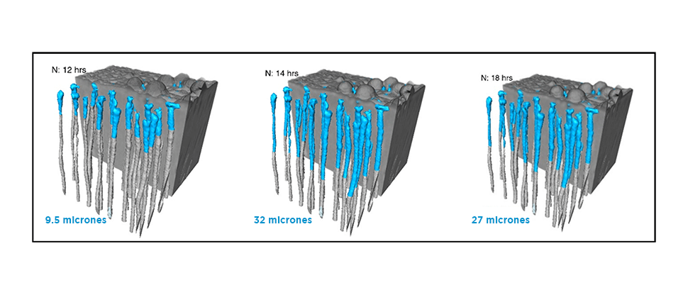 Visualización de datos de sincrotrón in vitro