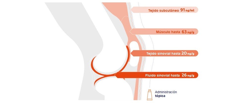 Diagrama que muestra las concentraciones de diclofenaco que llegan a los distintos tejidos bajo la piel de la rodilla tras su aplicación tópica3 