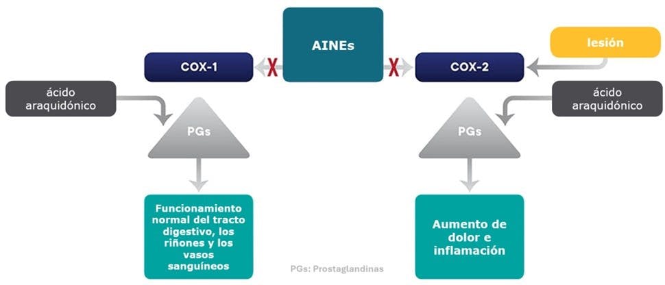 Mecanismo de acción de los AINE