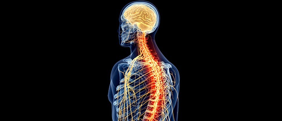 Imagen médula y pulmones persona