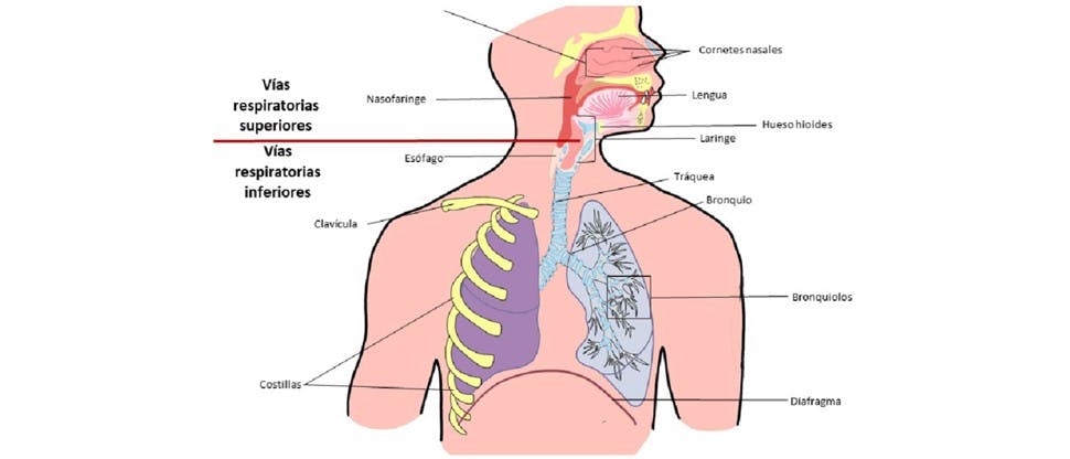 Imagen sistema respiratorio