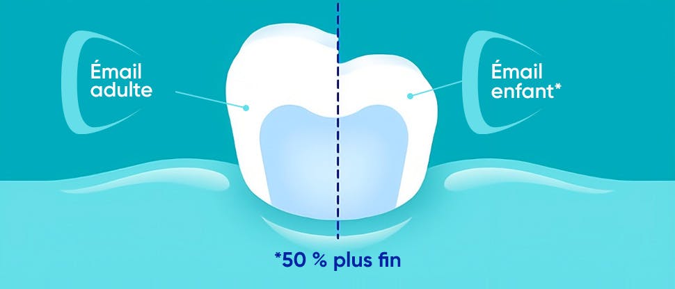 Illustration montrant que l’émail des enfants est environ 50 % plus fin que l’émail des adultes.