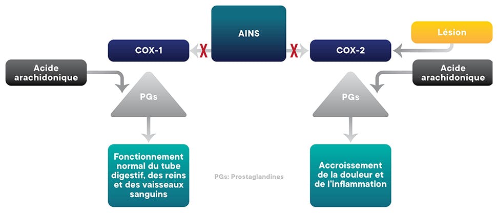 Mode d’action de l’ibuprofène