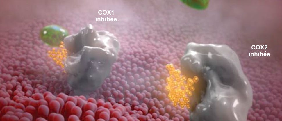 Le diclofénac inhibe les récepteurs COX