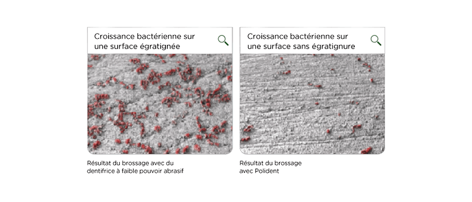 Image bactéries 2