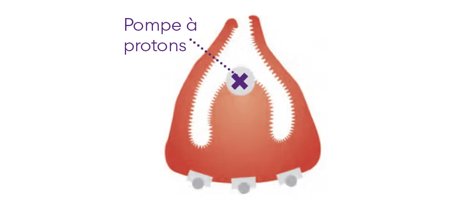 Représentation visuelle de la pompe à protons de l’estomac