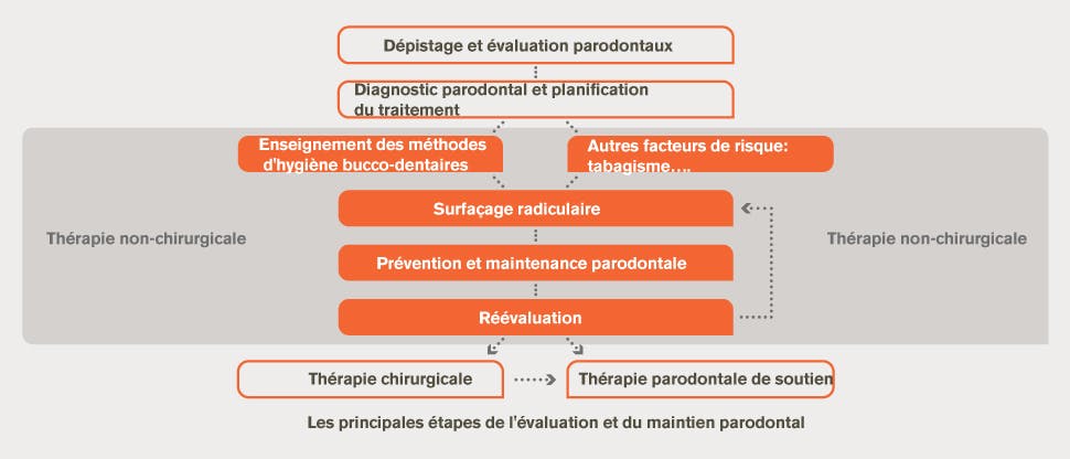 Évaluation paradontale et diagramme des traitements