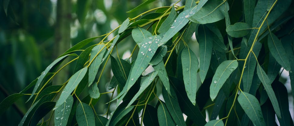 Image d'eucalyptus