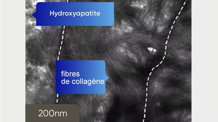 Image TEM de la dentine à 200 nm