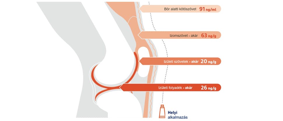 Az ízületek környékén történő helyi alkalmazás esetén a különböző szöveti rétegekben mérhető átlagos diklofenák-koncentráció 3 