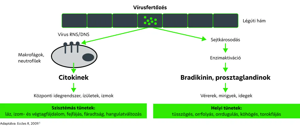 Infografika, amely a megfázást okozó vírus patogenezisét, valamint a szisztémás (citokinek) és helyi (bradikinin, prosztaglandinok) tüneteket közvetítő mechanizmusokat mutatja be