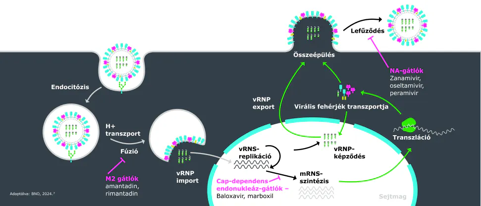 Ábra, amely bemutatja az influenza A elleni hatóanyagok fő támadáspontjait, valamint azt, hogy a vírus szaporodási folyamatának mely pontján gátolják a replikációt