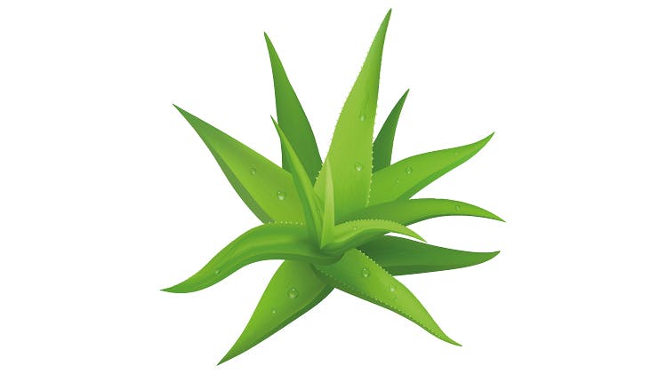 Immagine pianta aloe vera