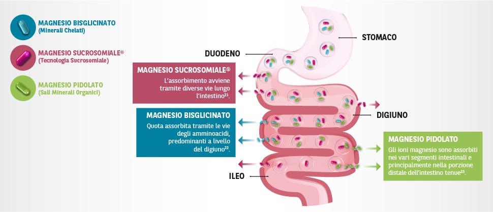 Assorbimento