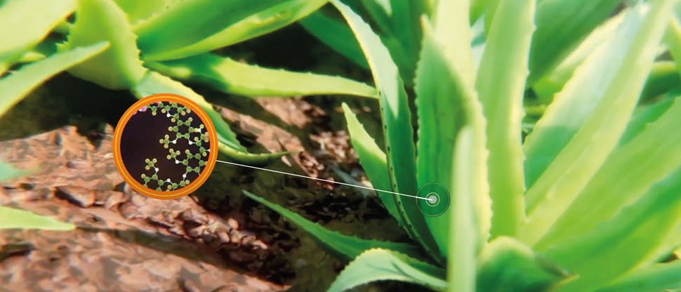 Foglie e Fiori di Aloe vera