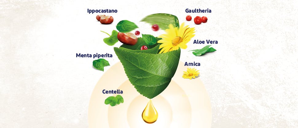 Immagine degli ingredienti botanici con foglie e fiori