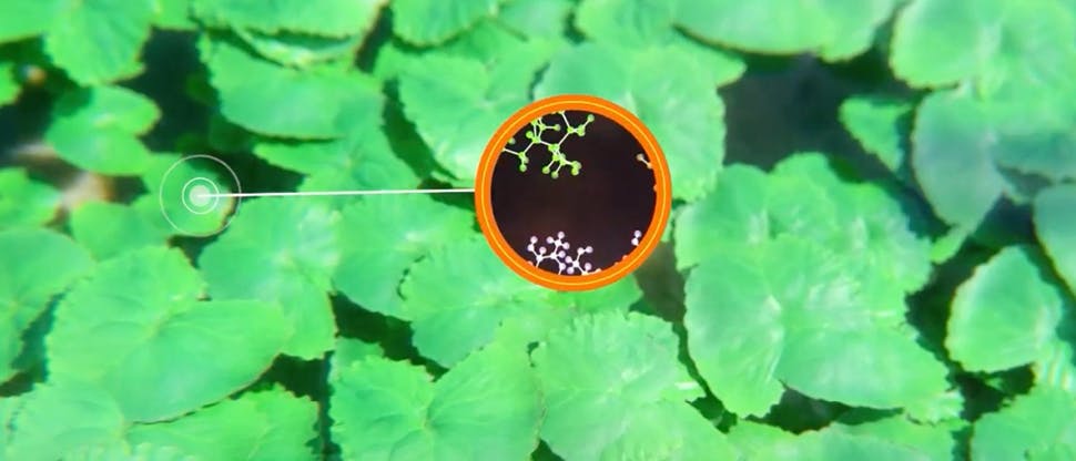 Foglie e Fiori di Centella asiatica