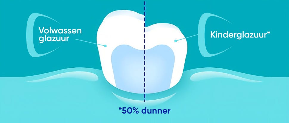 Illustratie die laat zien dat kinderglazuur ongeveer 50% dunner is dan volwassen glazuur.