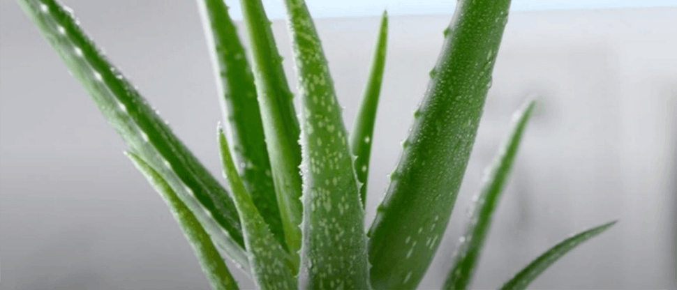 Mechanizm działania aloesu