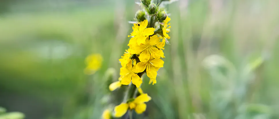 Rzepik w syropie Theraflu ProNaturals
