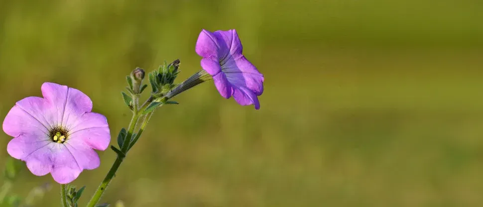 Prawoślaz w syropie Theraflu ProNaturals
