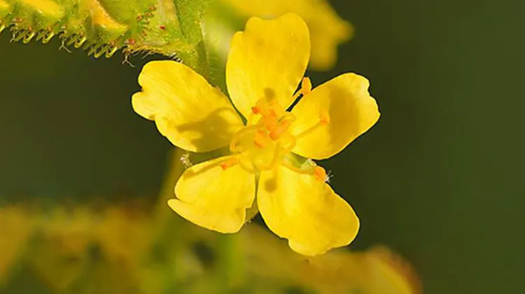 Rzepik pospolity w syropie na kaszel <span style="font-size: 0.8125rem;">Theraflu ProNaturals</span>