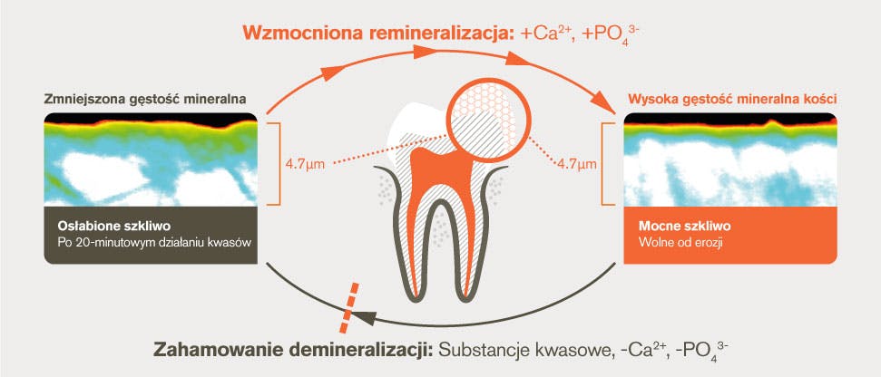Proces demineralizacji i remineralizacji po 20 minutowym działaniu substancji kwasowej