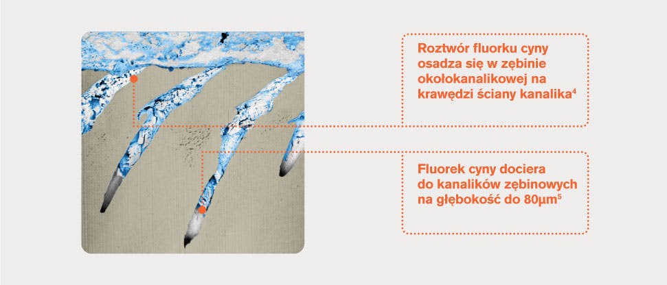 Reprezentatywny obraz FIB-SEM kanalików zębinowych