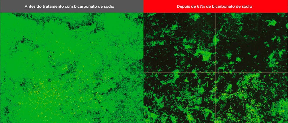 Imagens do biofilme obtidas por microscopia confocal de varredura à laser.