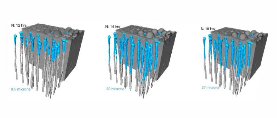 Imagem SEM de seção transversal in vitro