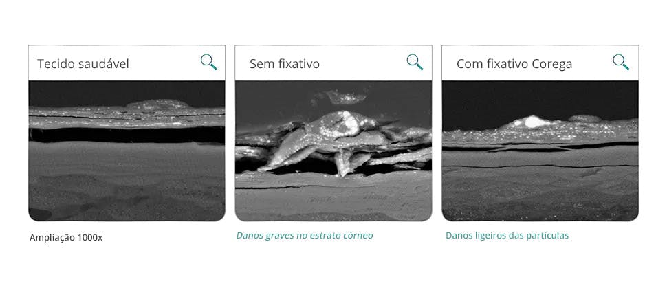 Tecido oral após 12 de agitação com sementes de papoila e discos de acrílico em testes laboratoriais