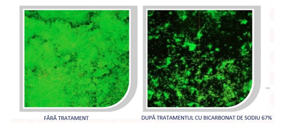 Imagini la microscop