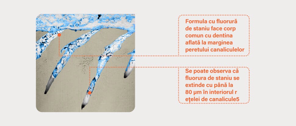 Imagine FIB-SEM reprezentativă a canaliculelor din dentină