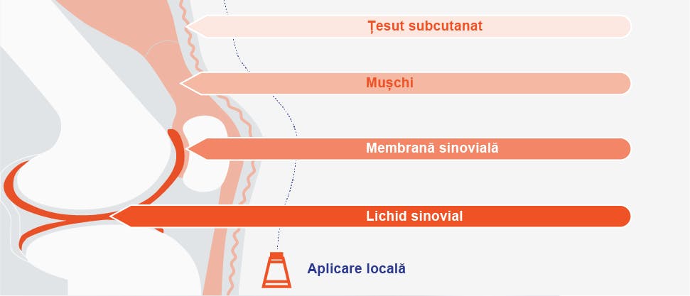 Diagramă care ilustrează concentraţiile de diclofenac care pătrund în diferite ţesuturi de sub pielea de la nivelul genunchiului după aplicarea topică3