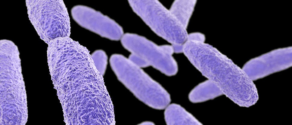 bacteria-klebsiella