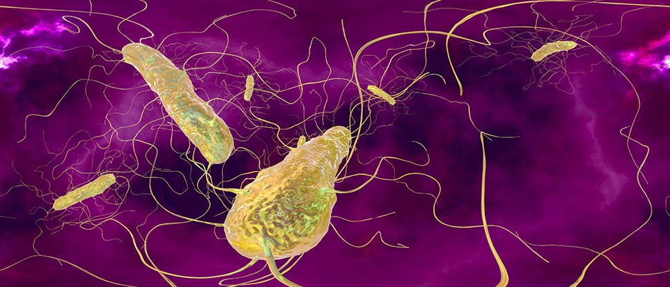 clostridium-difficile-bacteria-purple