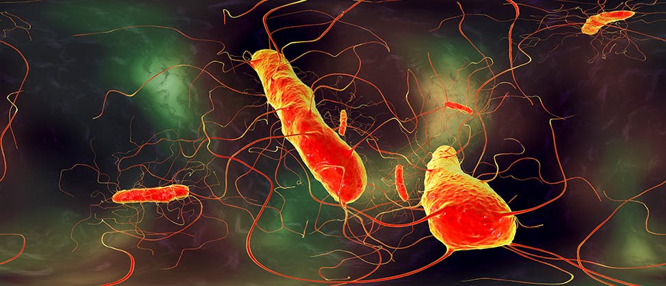 clostridium-difficile-bacteria