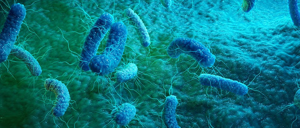 pathogenic-salmonella-bacteria