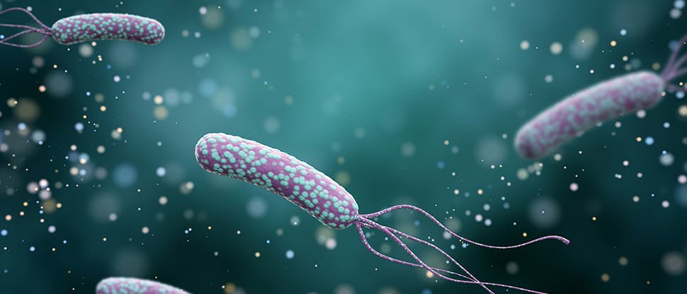 illustration-of-helicobacter-pylori-bacteria